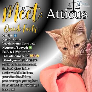 Rescue Tiger Cats for Adoption in Fulton, New York - Atticus | PetCurious
