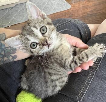 Juni -  Tabby and Domestic Short Hair Cat for Adoption in Vaughan, Ontario - Juni | PetCurious