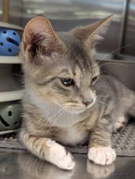 Oscar -  Domestic Short Hair Cat for Adoption in Ruskin, Florida - Oscar | PetCurious