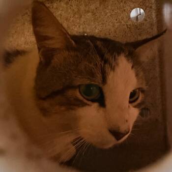 Rescue Domestic Short Hair Cats for Adoption in Philadelphia, Pennsylvania - Ardmore McNiel | PetCurious