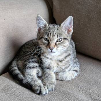 Rescue Domestic Short Hair Cats for Adoption in La Grange, Kentucky - Pecan | PetCurious