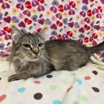 Tigress -  Domestic Medium Hair Cat for Adoption in Long Beach, California - Tigress | PetCurious