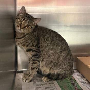 Cocoa Pebbles -  Domestic Short Hair Cat for Adoption in Philadelphia, Pennsylvania - Cocoa Pebbles | PetCurious