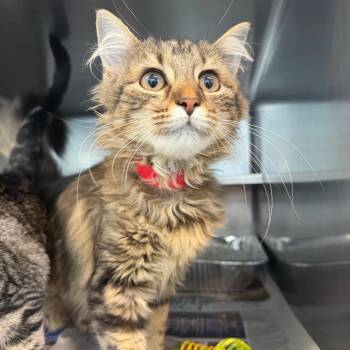 Koco Puff -  Domestic Medium Hair Cat for Adoption in Chicago, Illinois - Koco Puff | PetCurious