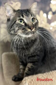 Rescue Domestic Short Hair Cats for Adoption in Aurora, Nebraska - Houston | PetCurious