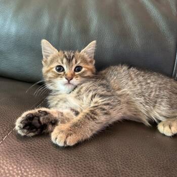 Lexus -  Domestic Medium Hair Cat for Adoption in Lincoln, Nebraska - Lexus | PetCurious