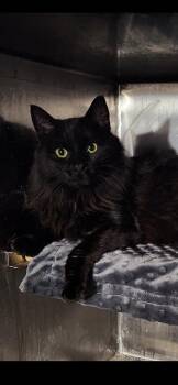Belladonna -  Domestic Long Hair Cat Available for Adoption in Wheaton, Illinois - Belladonna | PetCurious