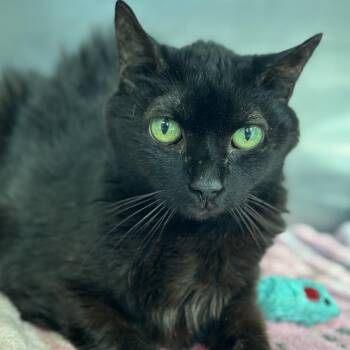 Jamie -  Domestic Short Hair Cat for Adoption in Matteson, Illinois - Jamie | PetCurious