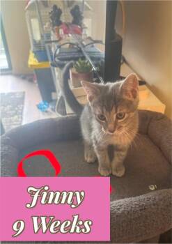 Jinny (O) -  Domestic Short Hair Cat Available for Adoption in Liberty, New York - Jinny (O) | PetCurious