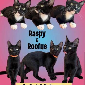 Raspy -  Domestic Short Hair Cat for Adoption in Fayetteville, Georgia - Raspy | PetCurious