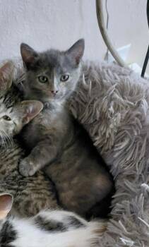 Pixel -  Domestic Short Hair Cat for Adoption in Millcreek, Utah - Pixel | PetCurious