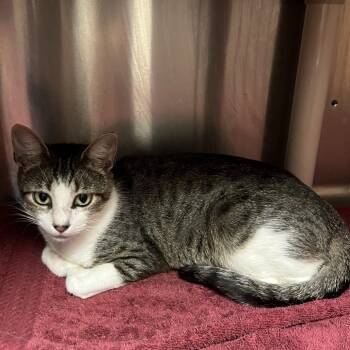Evian 9580 -  American Shorthair Cat for Adoption in Hamilton, Georgia - Evian 9580 | PetCurious