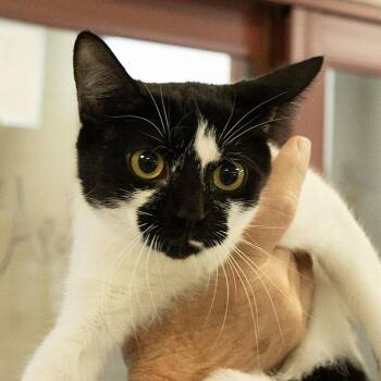 Domestic Short Hair Cats Available for Adoption in Slidell, Louisiana - Luna | PetCurious