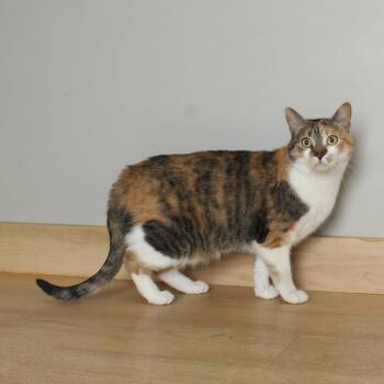 Ginger C69718 -  Domestic Short Hair Cat for Adoption in Minnetonka, Minnesota - Ginger C69718 | PetCurious