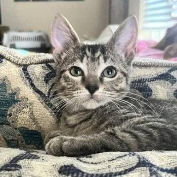 Swim Shady -  Tabby and Domestic Short Hair Cat for Adoption in Garland, Texas - Swim Shady | PetCurious