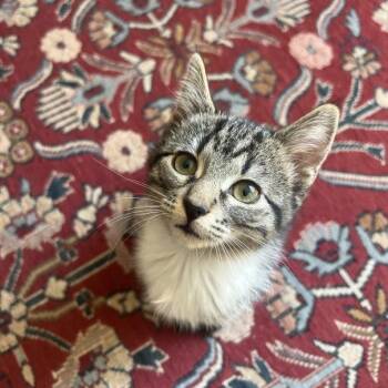 Domestic Short Hair Cats Available for Adoption in Prescott, Arizona - Tammy | PetCurious