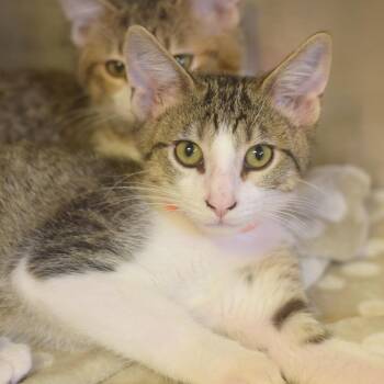 Jet -  Domestic Short Hair Cat for Adoption in Belleville, Illinois - Jet | PetCurious