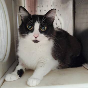 Dior -  Domestic Medium Hair Cat for Adoption in Gainesville, Florida - Dior | PetCurious