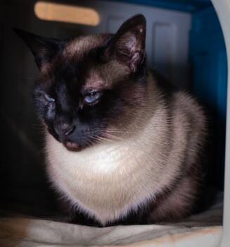 Siamese Cats Available for Adoption in Boston, Massachusetts - ISLA | PetCurious