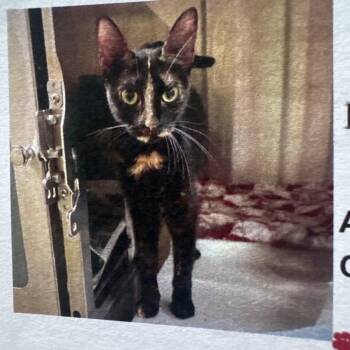 Zenith -  Domestic Short Hair Cat for Adoption in Lake Jackson, Texas - Zenith | PetCurious