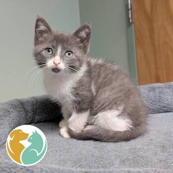 Bits -  Domestic Short Hair Cat for Adoption in Toledo, Ohio - Bits | PetCurious