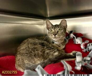 Domestic Short Hair Cats Available for Adoption in West Palm Beach, Florida - APRIL | PetCurious