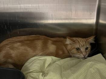 Theodora (Teddy) TAS -  Domestic Medium Hair Cat for Adoption in Trenton, New Jersey - Theodora (Teddy) TAS | PetCurious