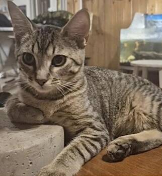 Rescue Domestic Short Hair Cats for Adoption in Woodstock, Ontario - Sophie | PetCurious