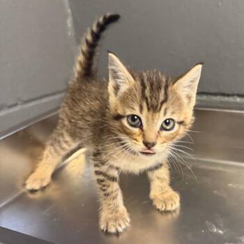 TUSC-Stray-84312 -  Domestic Short Hair Cat for Adoption in Tuscaloosa, Alabama - TUSC-Stray-84312 | PetCurious