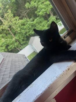 Purrince -  Domestic Short Hair Cat for Adoption in Naugatuck, Connecticut - Purrince | PetCurious