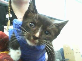 DUKE -  Domestic Short Hair Cat for Adoption in Charlotte, North Carolina - DUKE | PetCurious