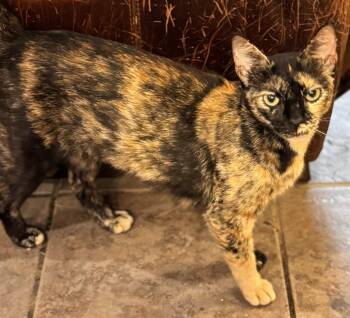 Tortoiseshell and Domestic Short Hair Cats Available for Adoption in Pineville, Louisiana - Miss Kittie | PetCurious