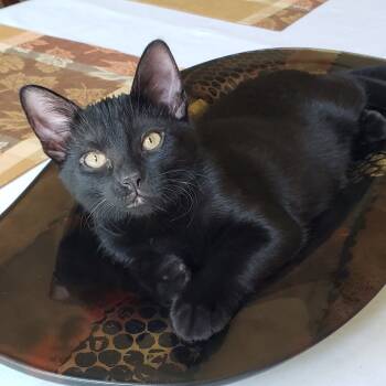 Rescue Domestic Short Hair Cats for Adoption in Bulverde, Texas - Legacy | PetCurious