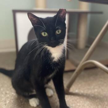 Phoenix -  Domestic Short Hair Cat for Adoption in Skokie, Illinois - Phoenix | PetCurious