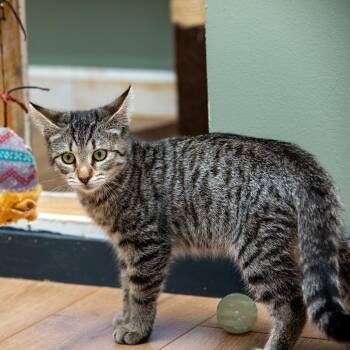 Katniss -  Domestic Short Hair Cat for Adoption in Lake Jackson, Texas - Katniss | PetCurious