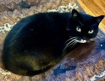 Domestic Short Hair Cats Available for Adoption - Savannah | PetCurious