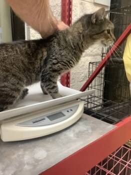 Rescue Domestic Short Hair Cats for Adoption in Fort Worth, Texas - 59317698 | PetCurious