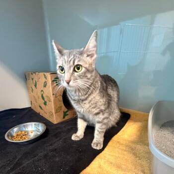 Domestic Short Hair Cats Available for Adoption in Saint Charles, Missouri - Zoey | PetCurious