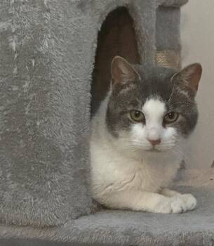 Domestic Short Hair Cats Available for Adoption - Maple | PetCurious