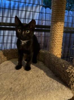 AMELIA -  Domestic Short Hair Cat for Adoption in Woodland, California - AMELIA | PetCurious