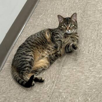 Rescue Domestic Short Hair Cats for Adoption in Nolensville, Tennessee - Mama | PetCurious