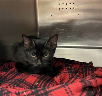 Rescue Domestic Short Hair Cats for Adoption in Rancho Cucamonga, California - SPARKY | PetCurious