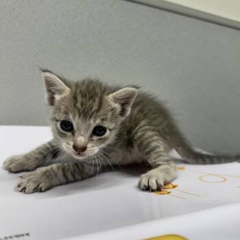 Slate -  Domestic Short Hair Cat for Adoption in Tampa, Florida - Slate | PetCurious
