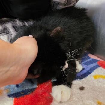 Danielle -  Domestic Medium Hair Cat for Adoption in Spokane, Washington - Danielle | PetCurious