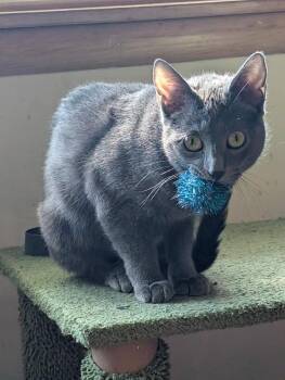 Domestic Short Hair Cats Available for Adoption in Wheaton, Illinois - Schnitzel | PetCurious