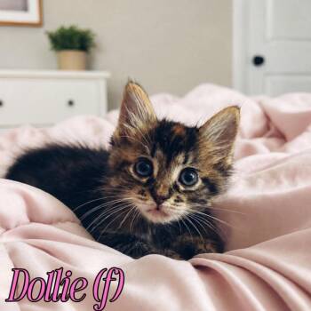 Dollie -  Domestic Medium Hair and Domestic Short Hair Cat for Adoption in Fremont, Nebraska - Dollie | PetCurious