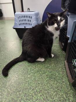 Domestic Short Hair Cats Available for Adoption in Charlotte, North Carolina - Kevin | PetCurious