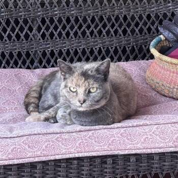 British Shorthair and Tortoiseshell Cats Available for Adoption in South Plainfield, New Jersey - Goldie | PetCurious