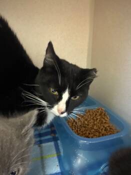 Rescue Domestic Short Hair Cats for Adoption in Morgantown, Kentucky - Turkey | PetCurious