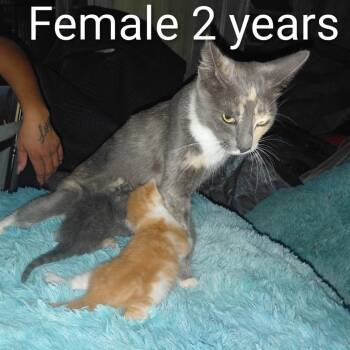 Ocean -  Domestic Short Hair Cat for Adoption in Long Beach, California - Ocean | PetCurious
